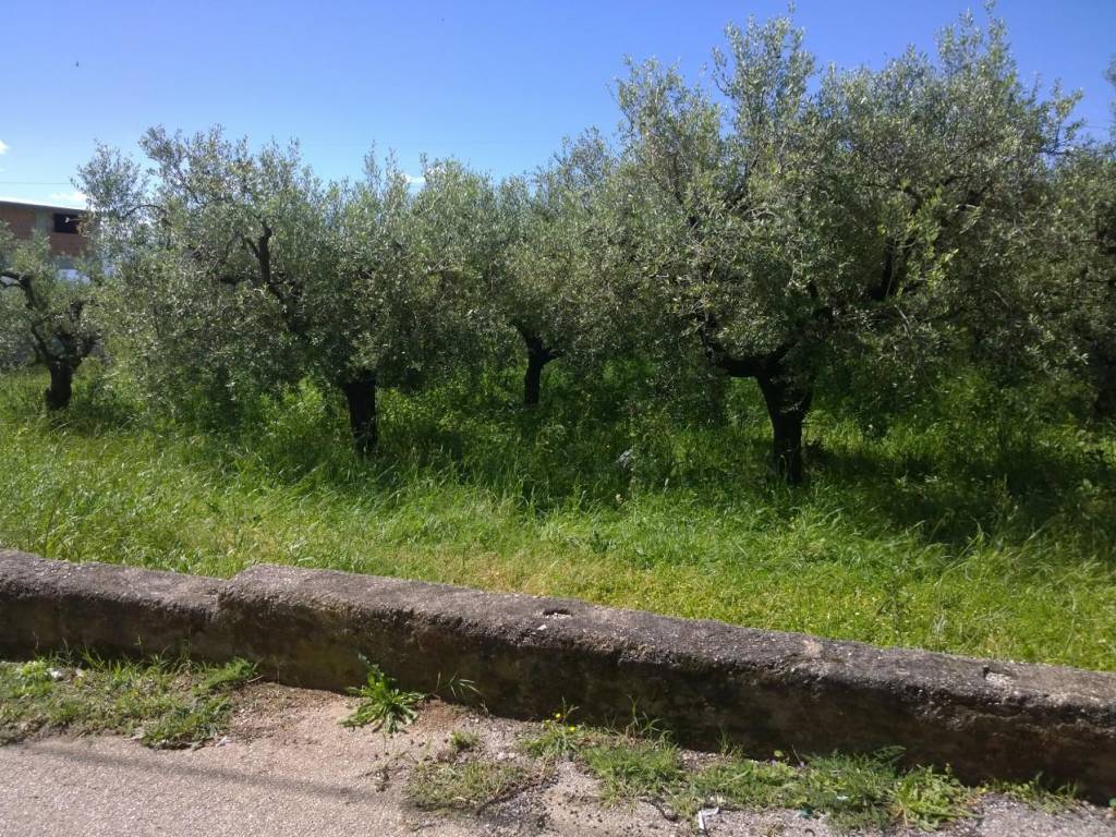 immagine annuncio 2 di 4