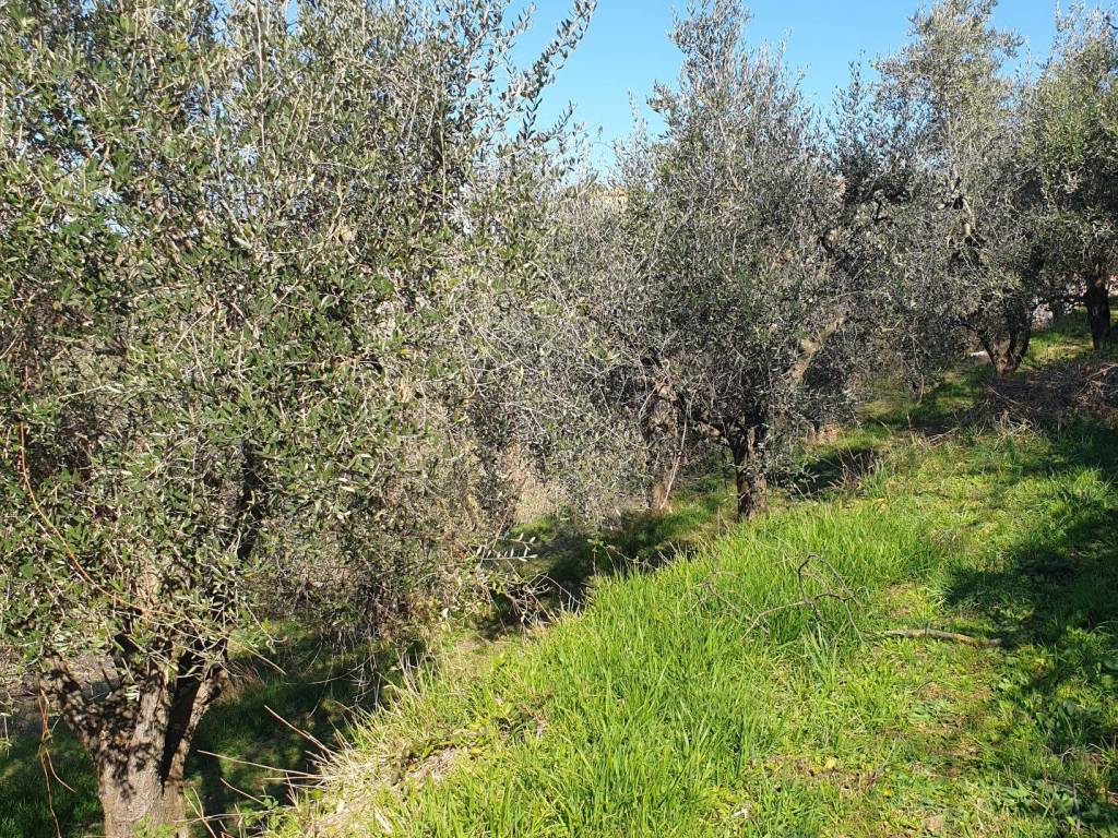 immagine annuncio 2 di 4