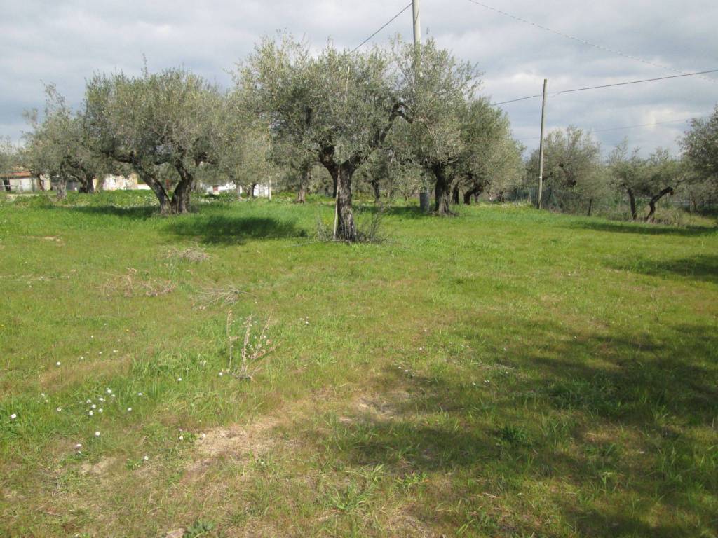 immagine annuncio 2 di 4