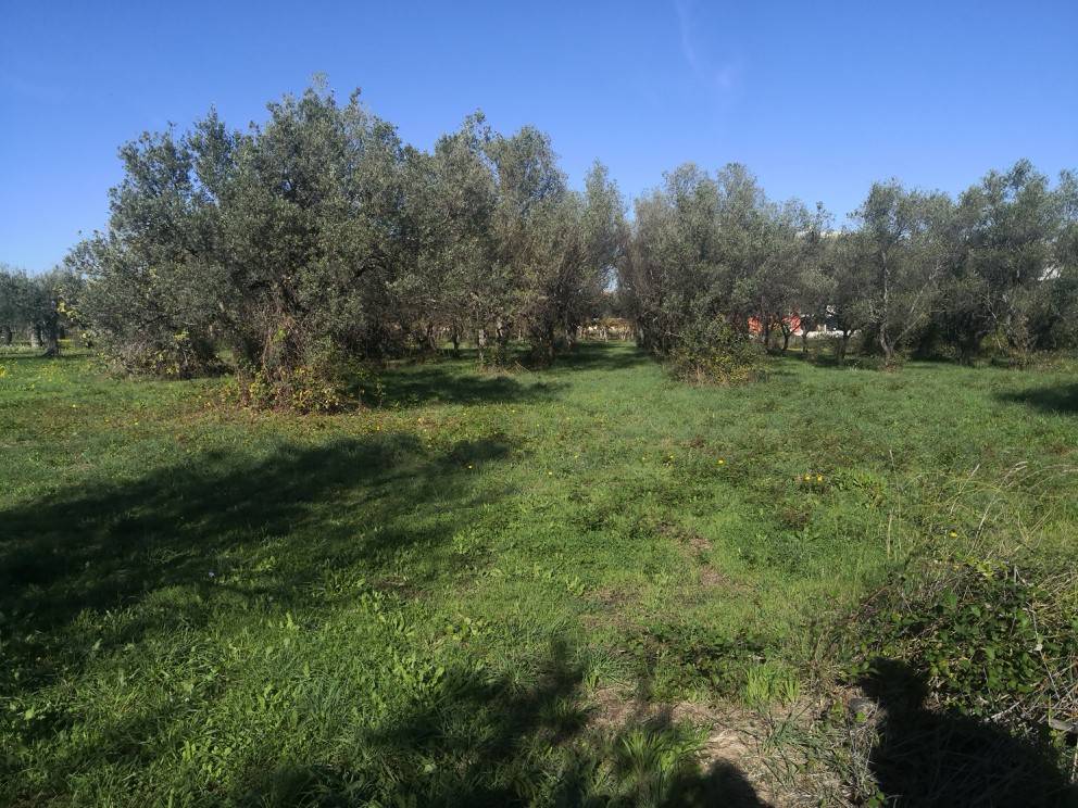 immagine annuncio 2 di 3