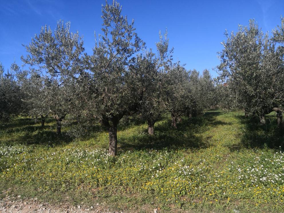 immagine annuncio 1 di 3