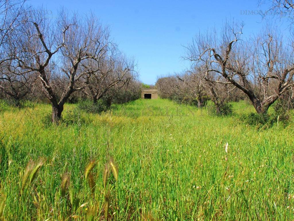 immagine annuncio 1 di 4