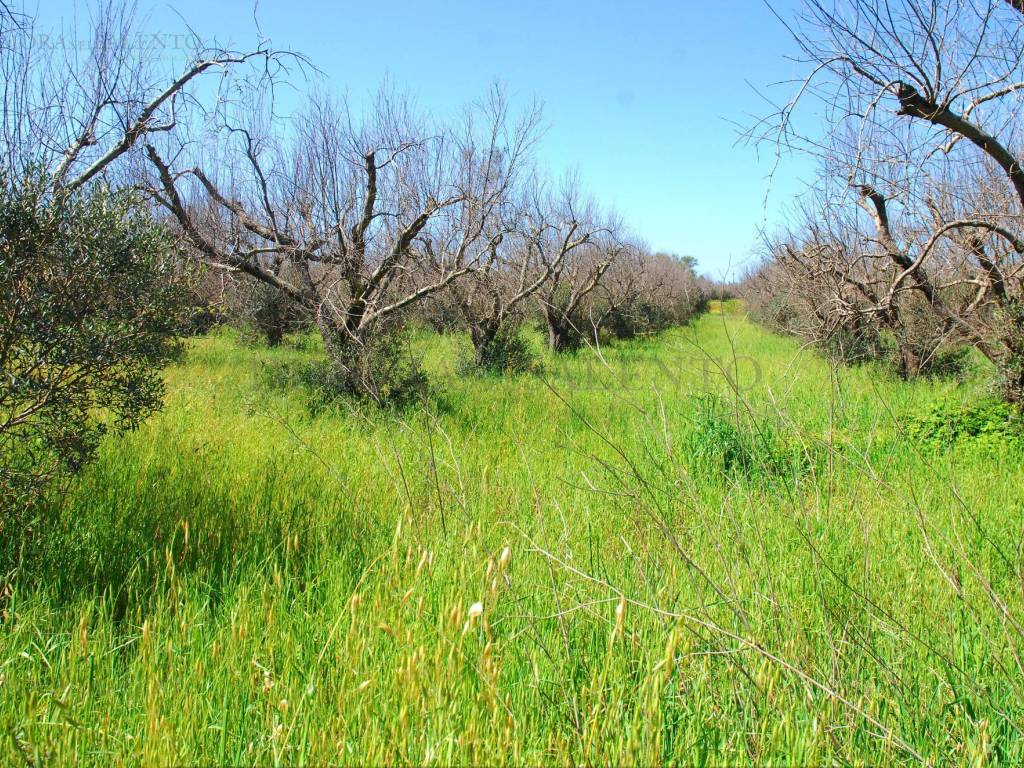 immagine annuncio 3 di 4