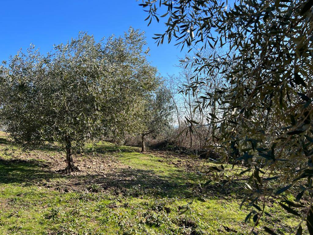 immagine annuncio 1 di 3