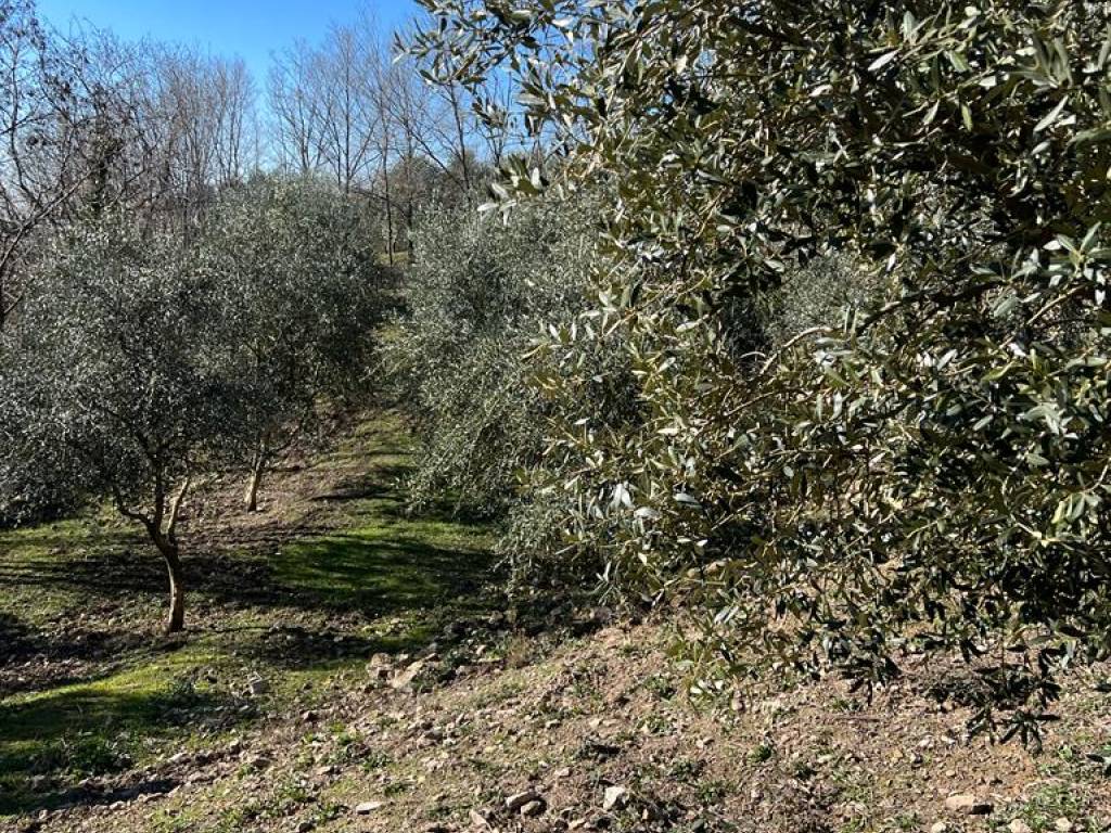 immagine annuncio 2 di 3
