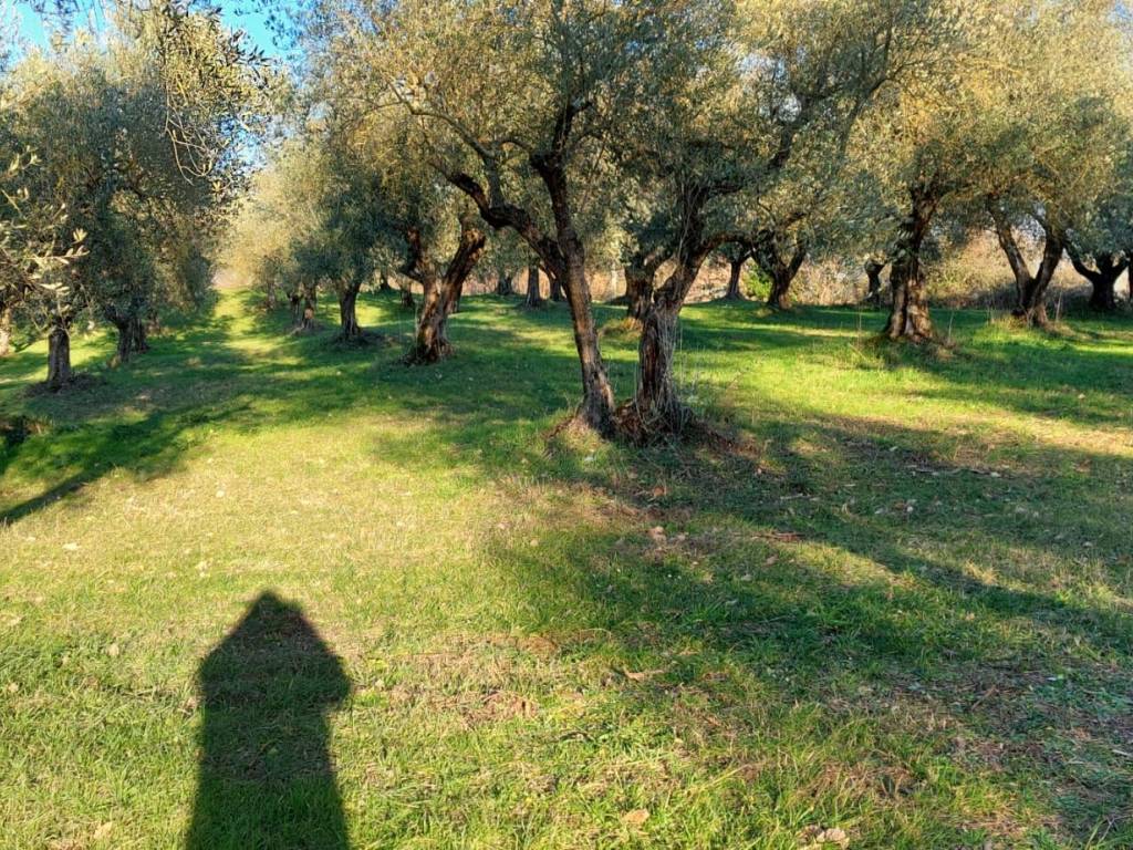 immagine annuncio 3 di 4