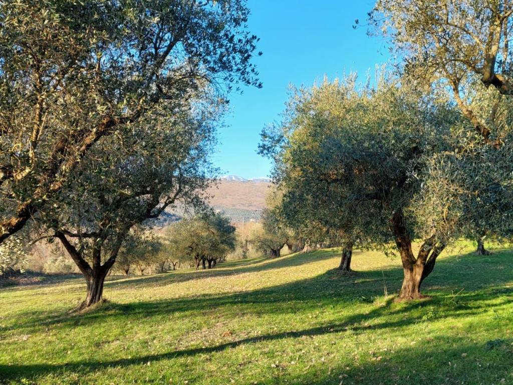 immagine annuncio 2 di 4