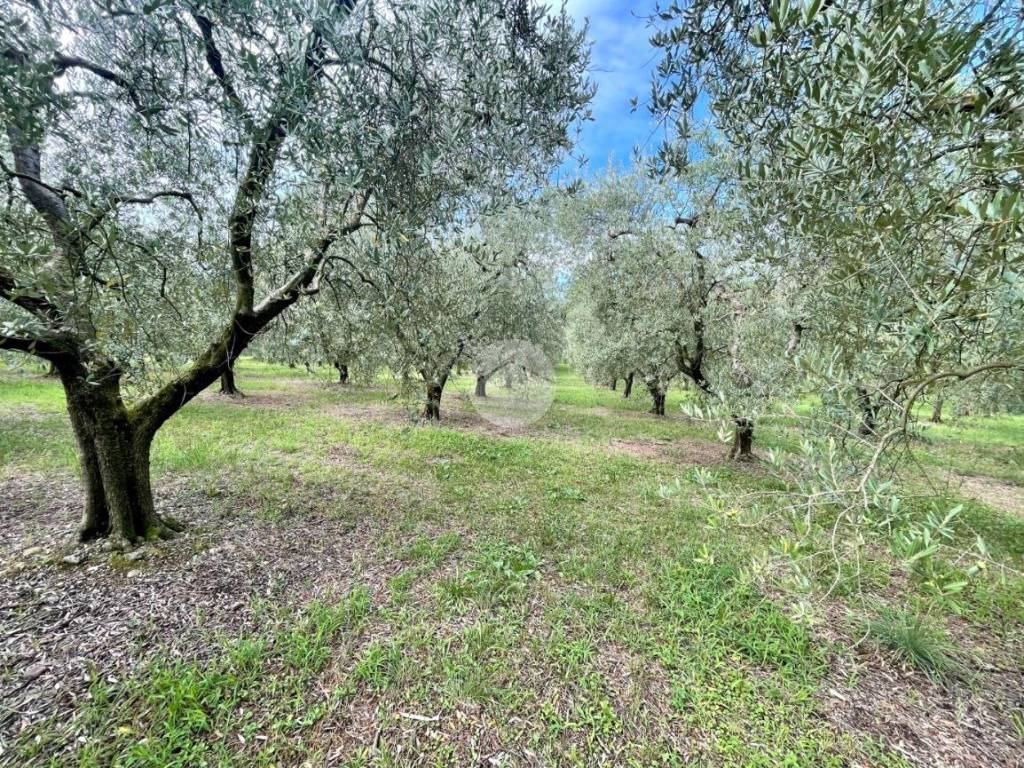 immagine annuncio 1 di 4