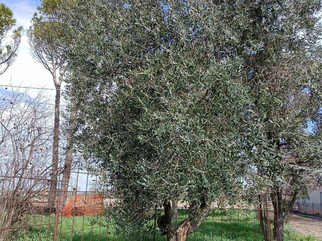 immagine annuncio 3 di 4