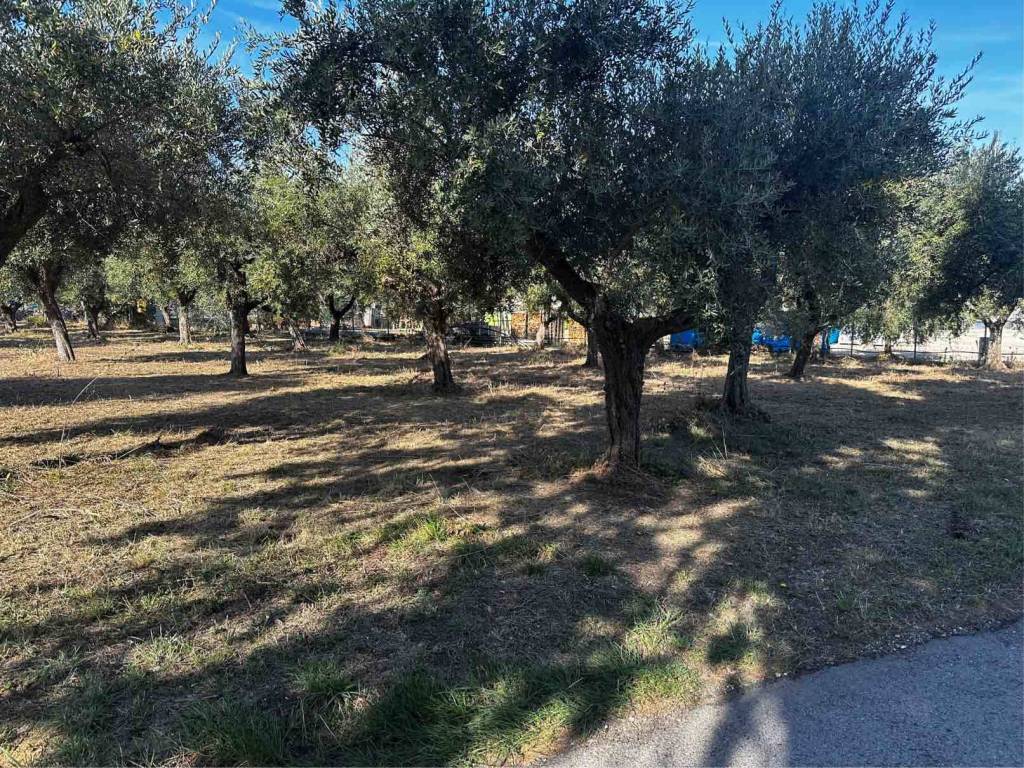 immagine annuncio 2 di 4