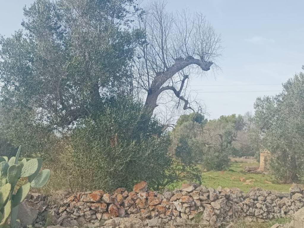 immagine annuncio 1 di 3
