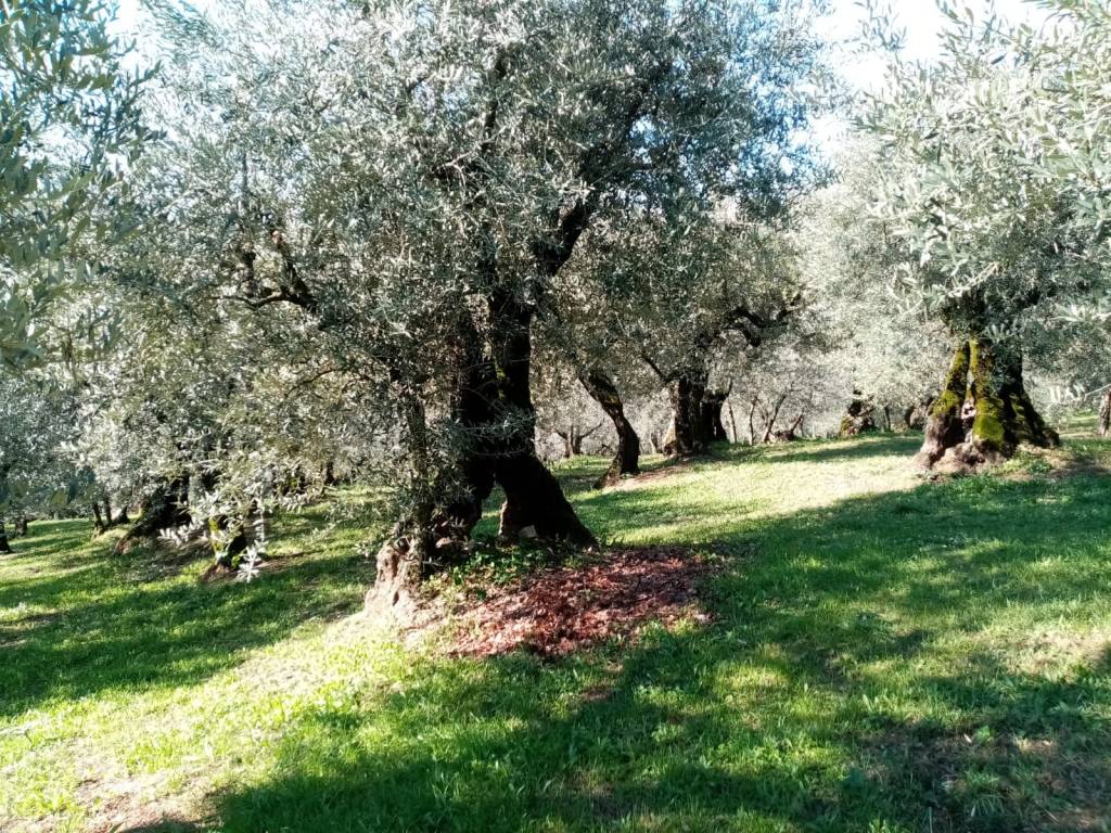 immagine annuncio 1 di 2