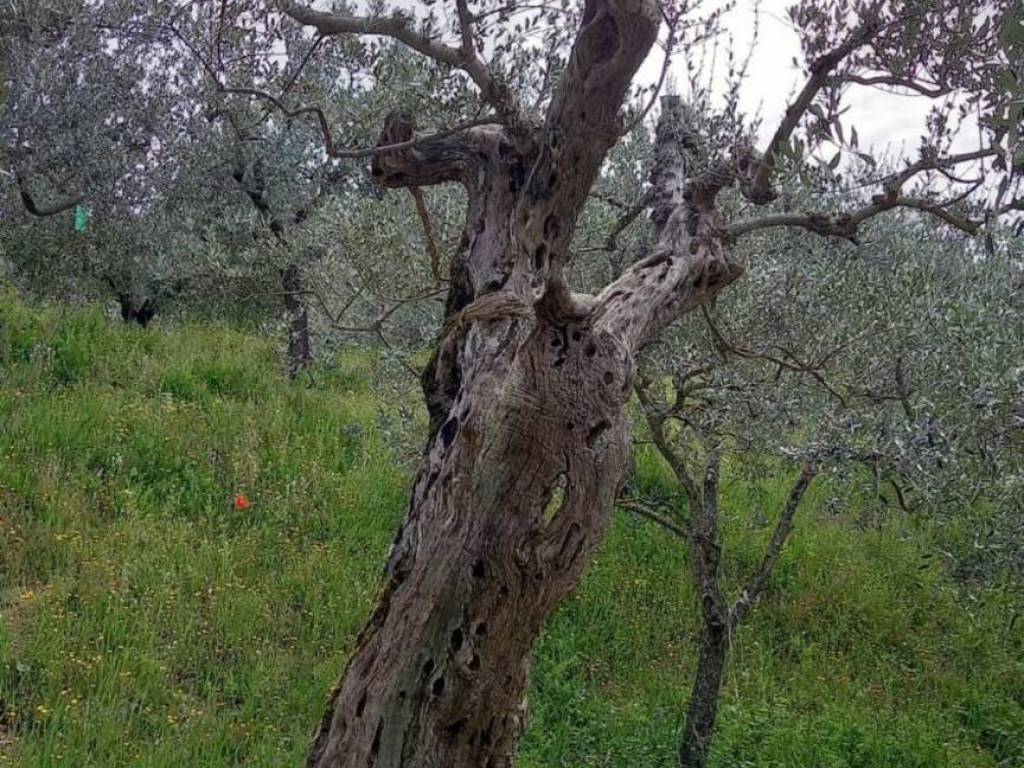 immagine annuncio 2 di 3
