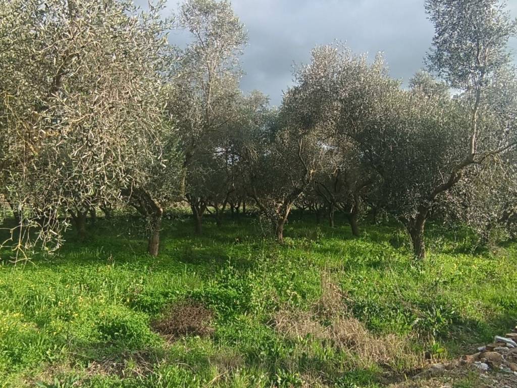 immagine annuncio 2 di 4