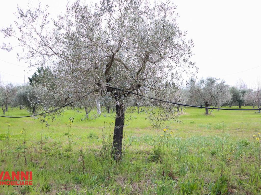 immagine annuncio 1 di 2
