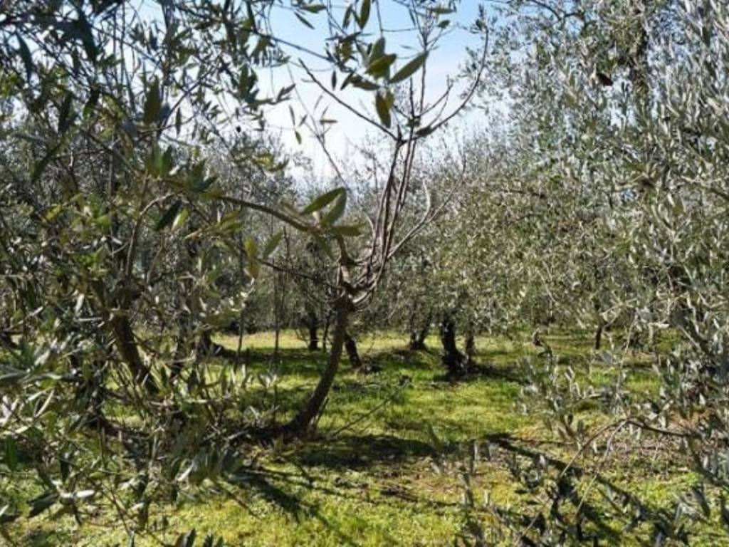 immagine annuncio 2 di 4