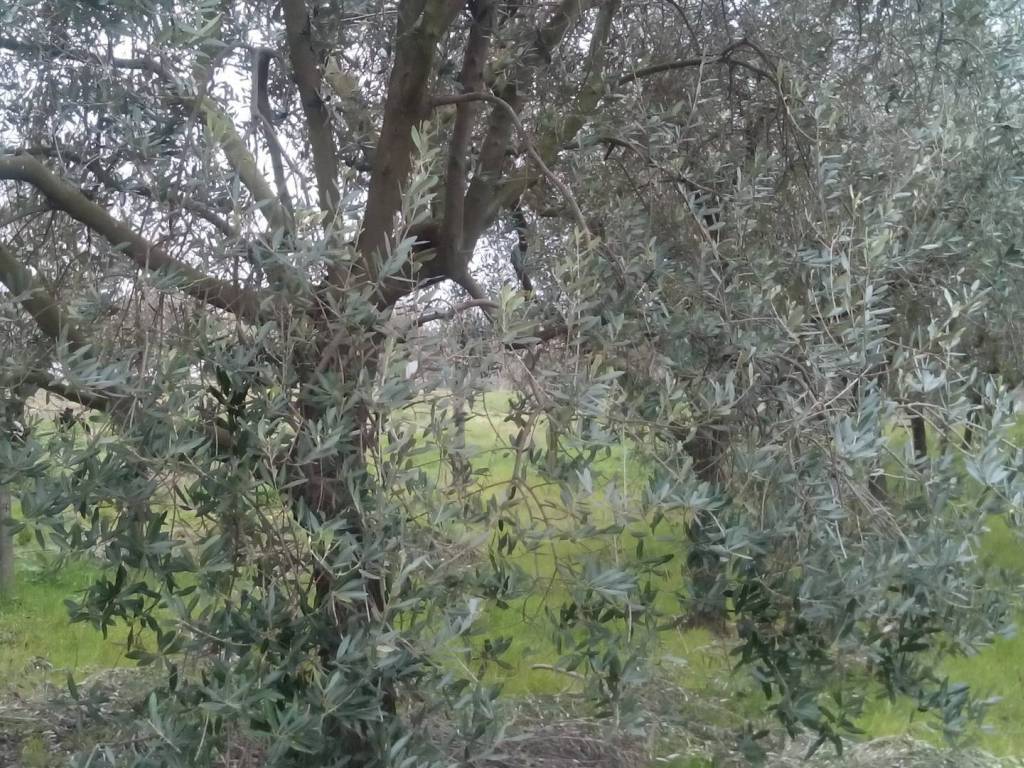 immagine annuncio 1 di 4