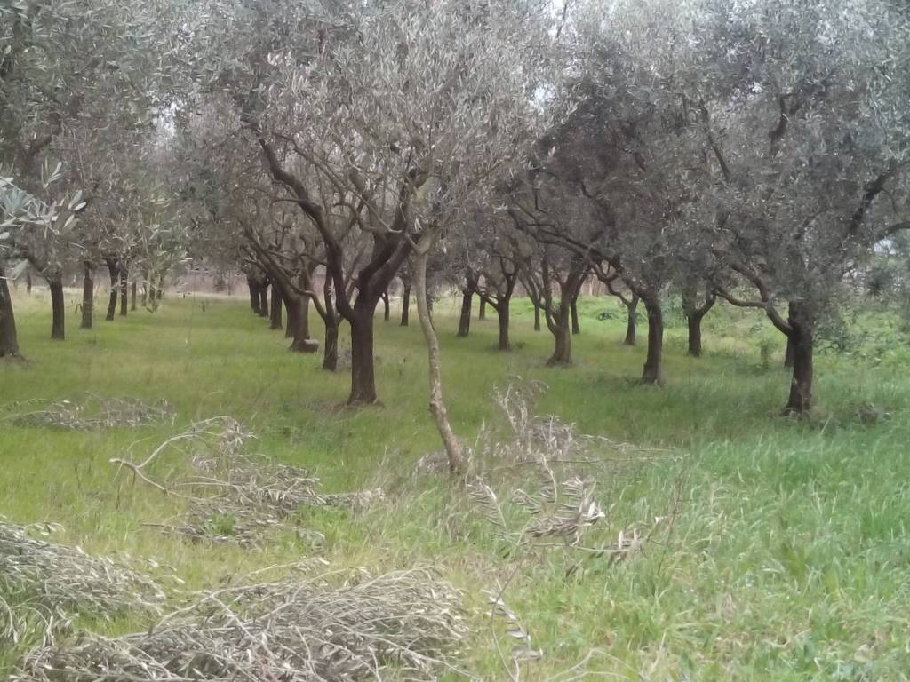 immagine annuncio 2 di 4
