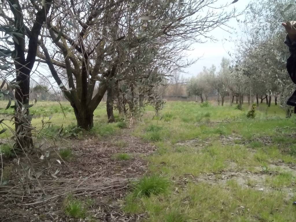 immagine annuncio 3 di 4