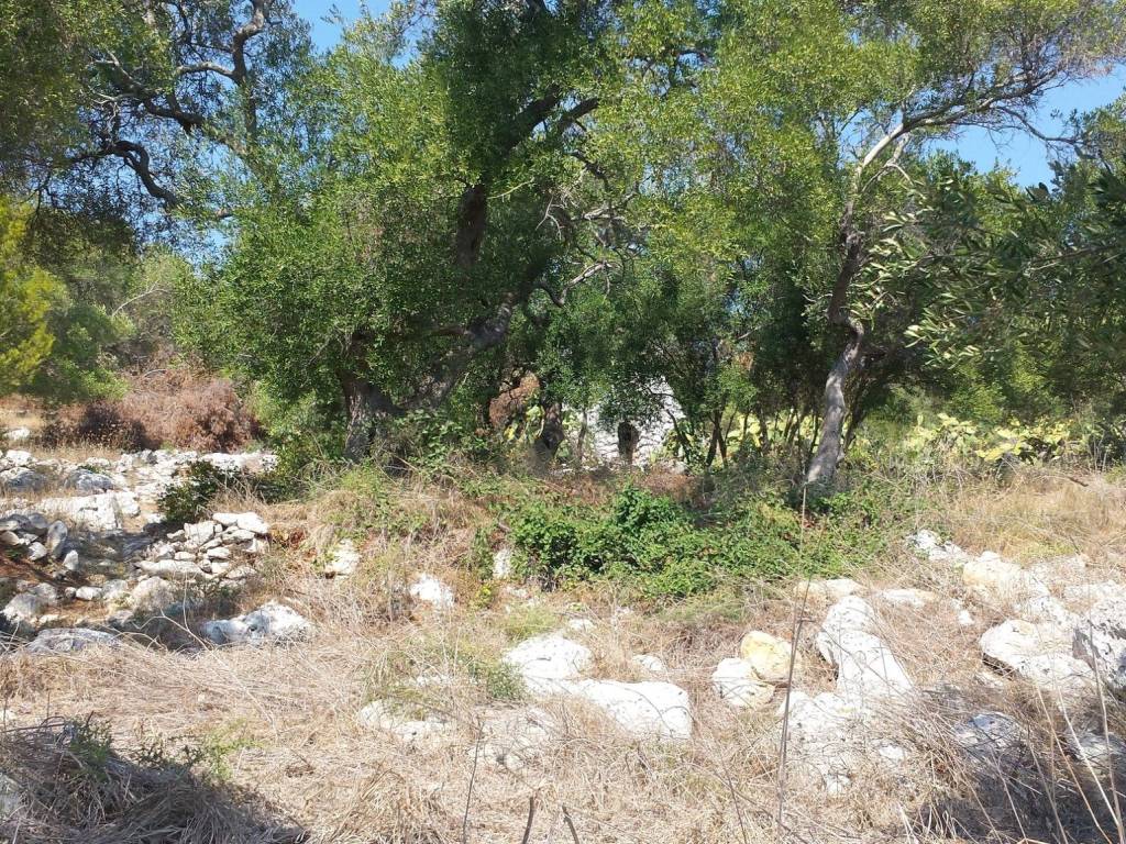 immagine annuncio 2 di 4