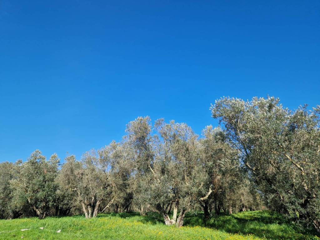 immagine annuncio 1 di 4