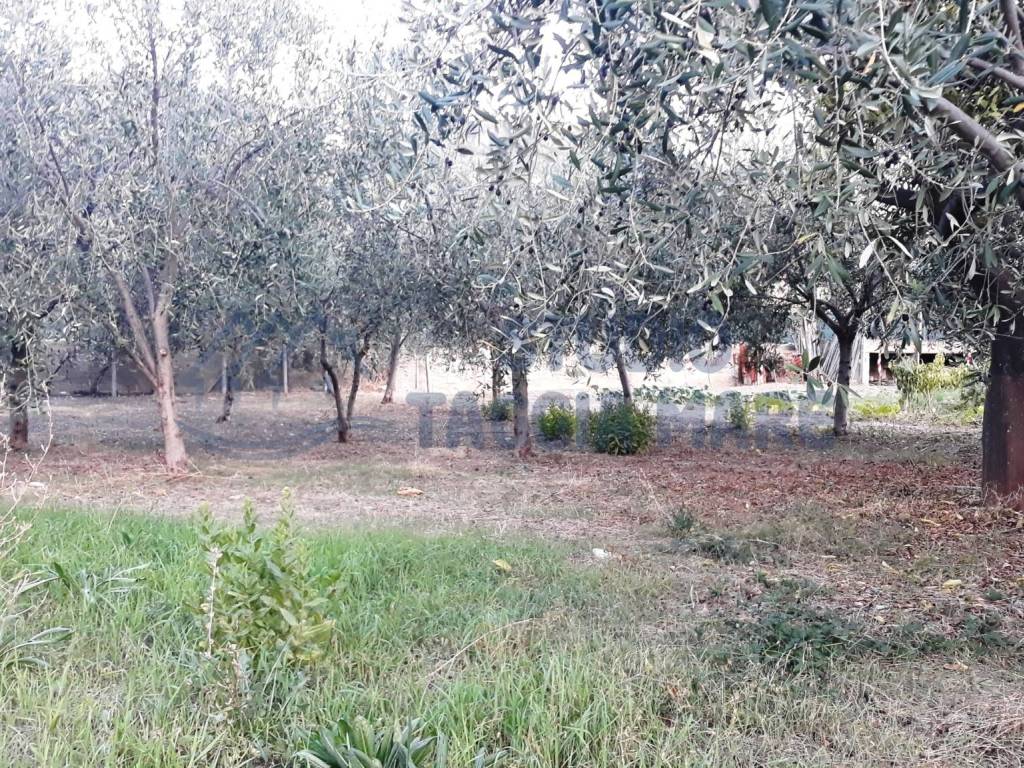 immagine annuncio 1 di 4