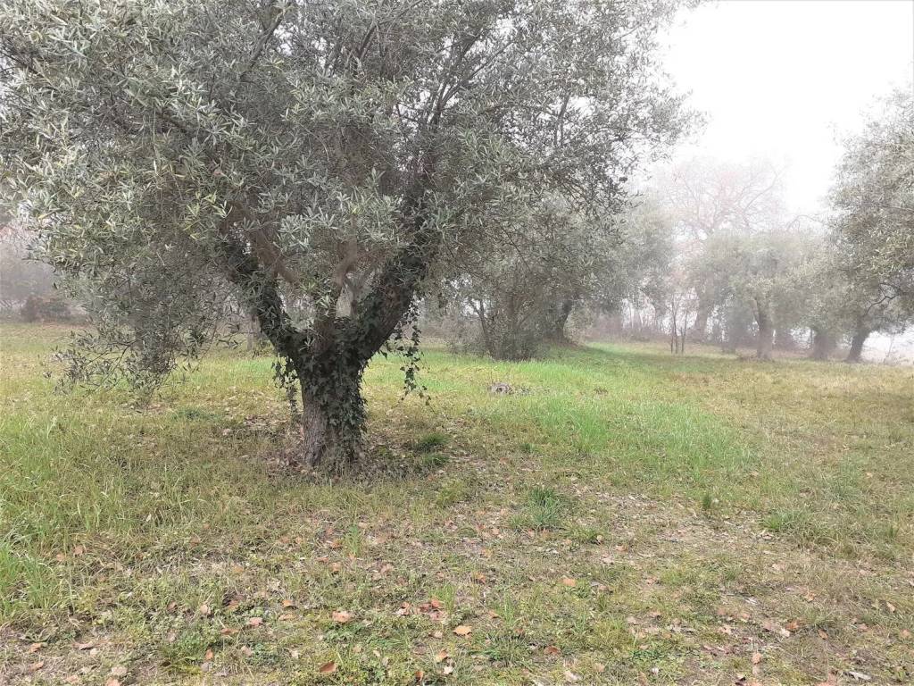 immagine annuncio 3 di 4