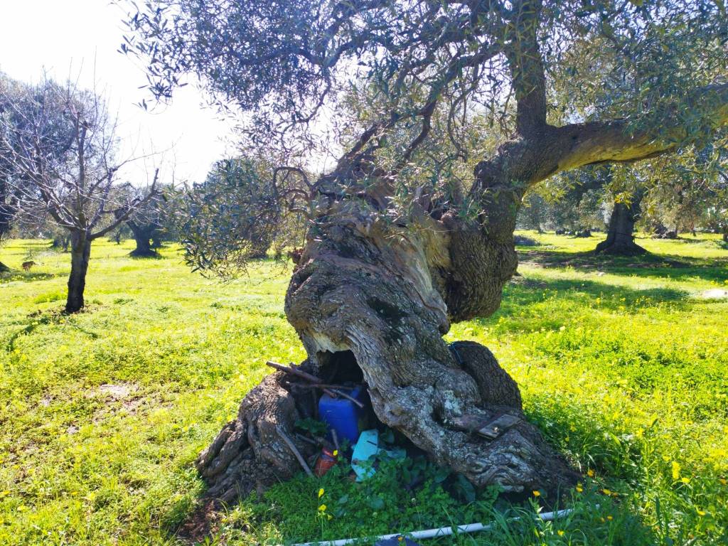 immagine annuncio 3 di 5