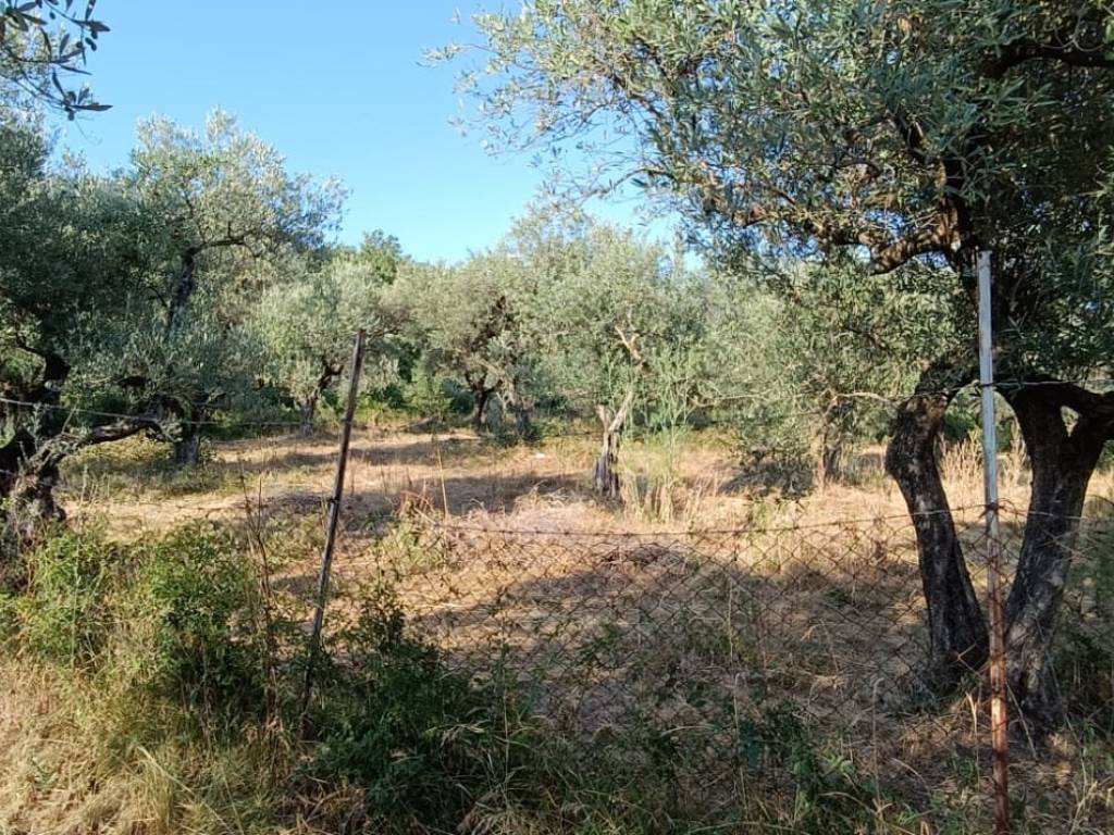 immagine annuncio 1 di 2
