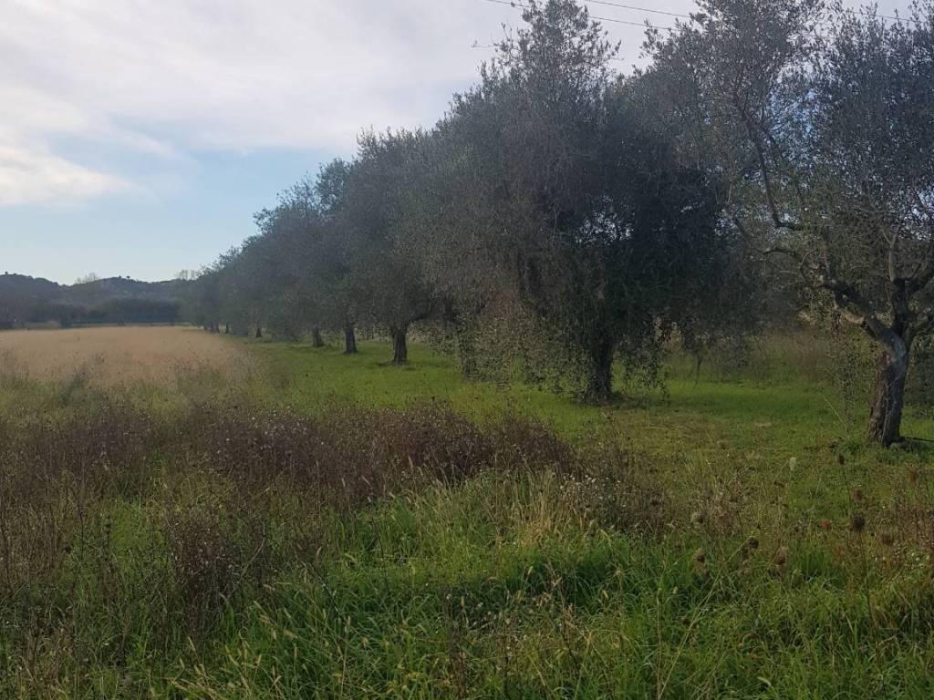 immagine annuncio 1 di 2