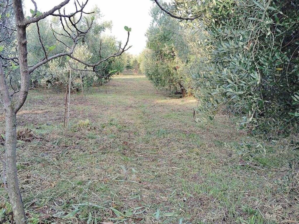 immagine annuncio 2 di 3