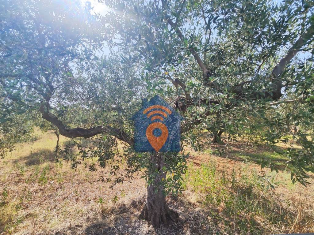 immagine annuncio 2 di 4