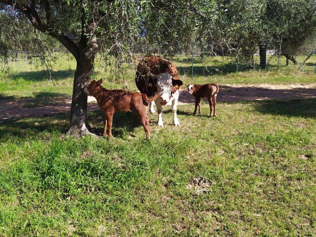immagine annuncio 1 di 3