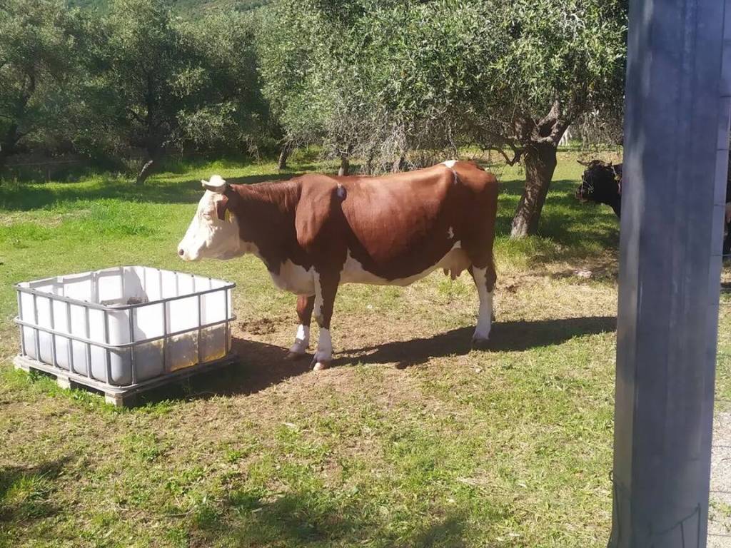 immagine annuncio 2 di 3