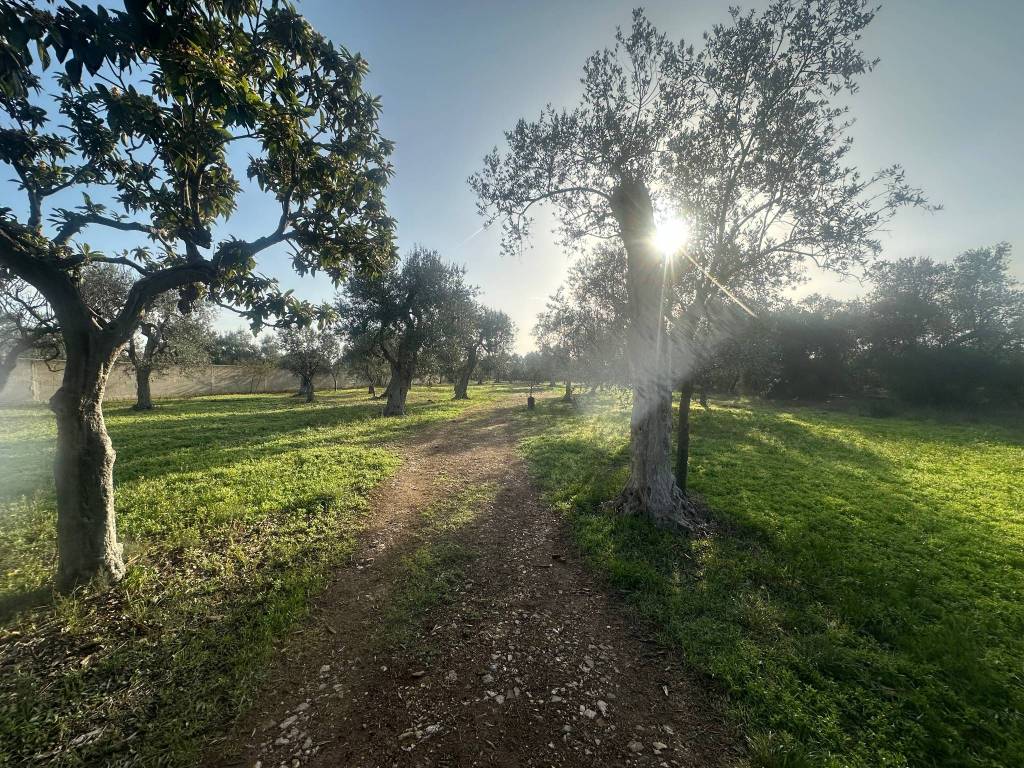 immagine annuncio 1 di 4