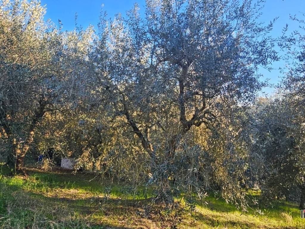 immagine annuncio 1 di 3