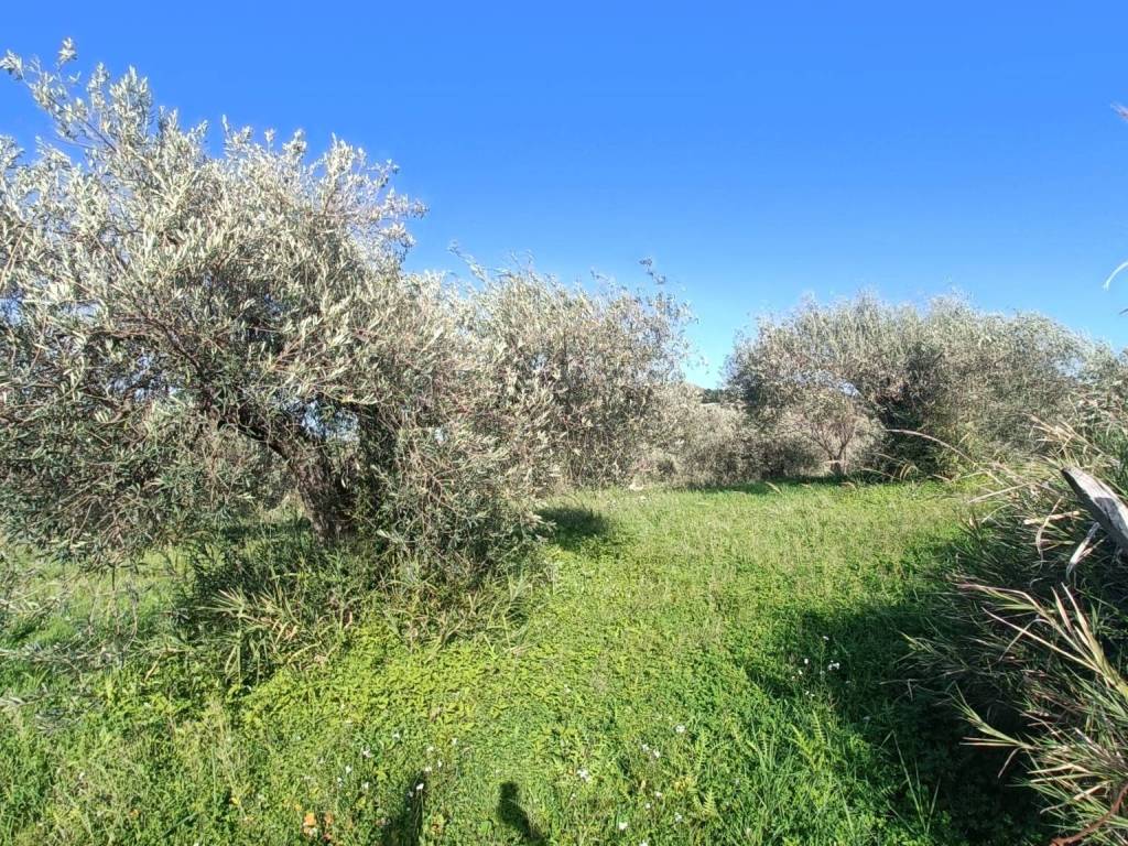 immagine annuncio 2 di 4