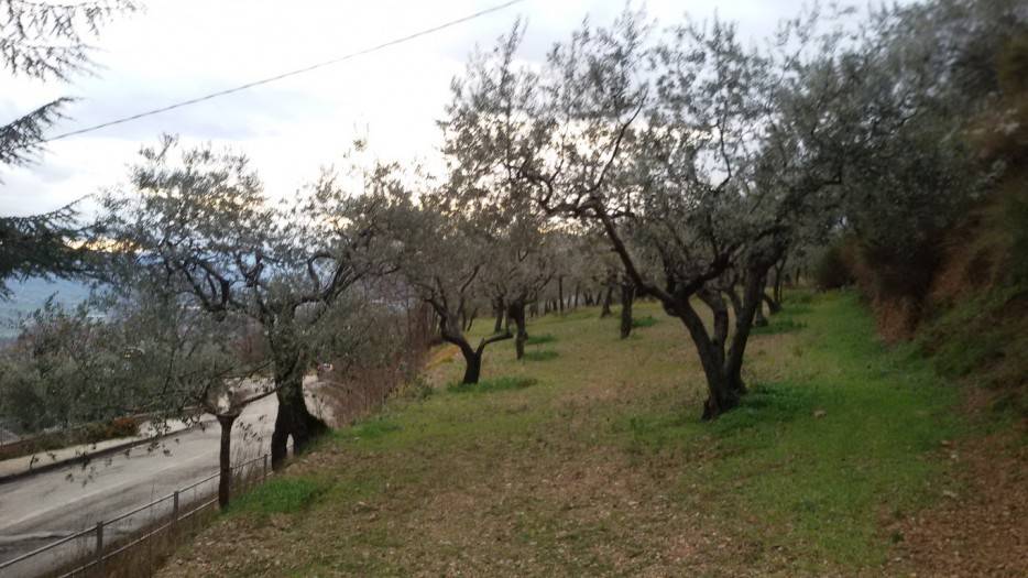 immagine annuncio 2 di 4