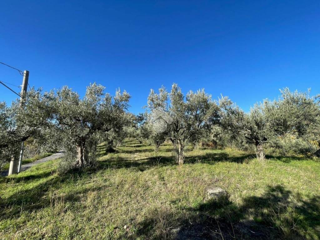 immagine annuncio 2 di 4