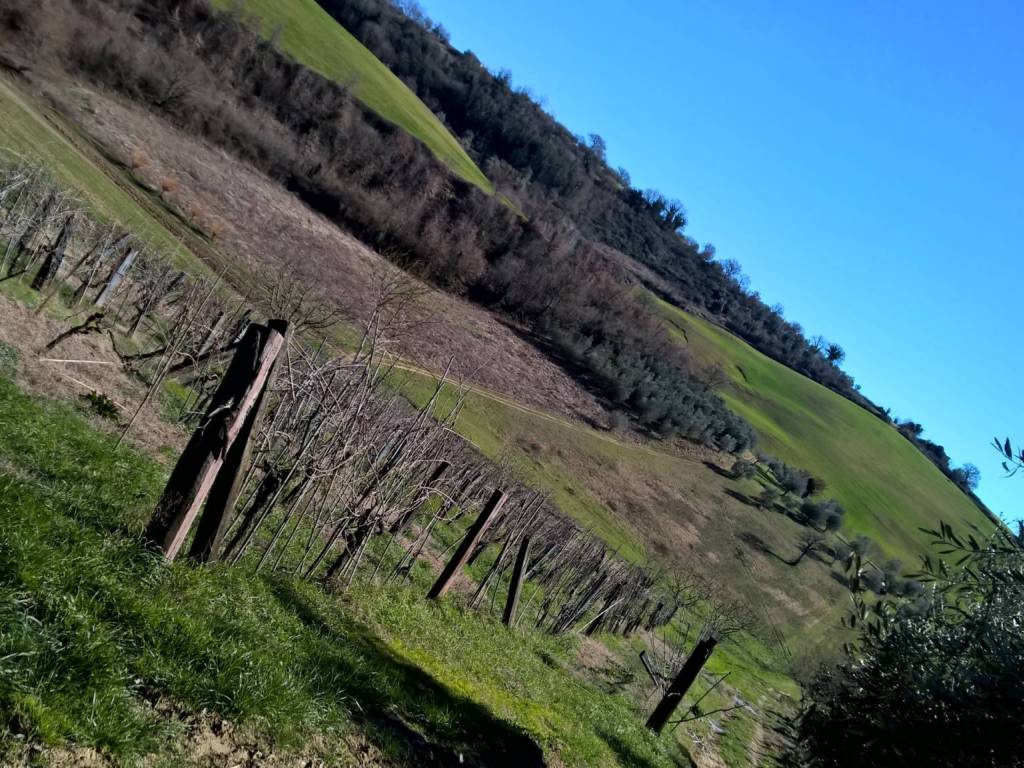 immagine annuncio 2 di 3