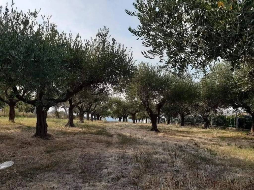 immagine annuncio 2 di 4