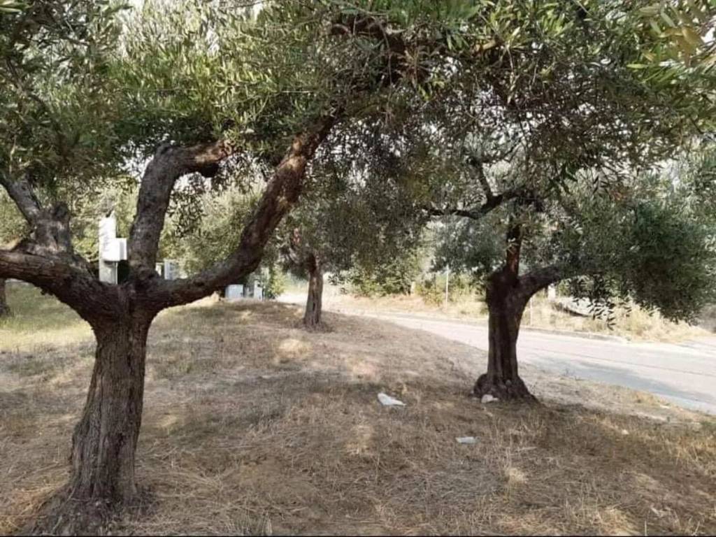 immagine annuncio 3 di 4