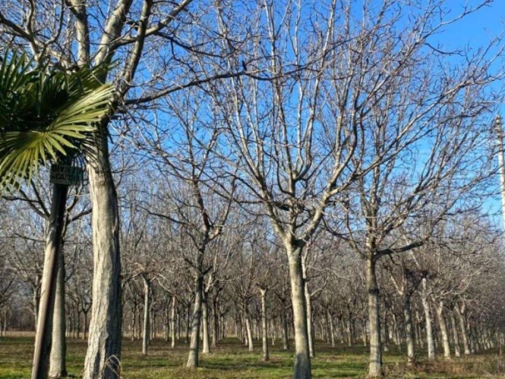 immagine annuncio 2 di 3