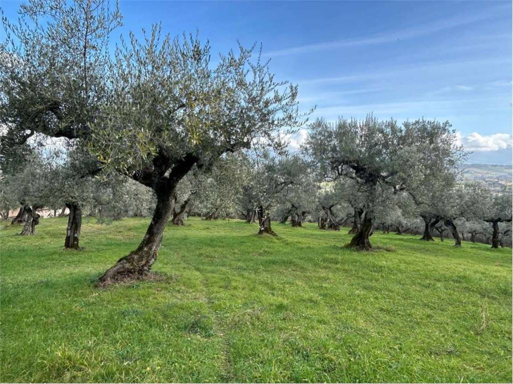 terreno agricolo in vendita a Bevagna