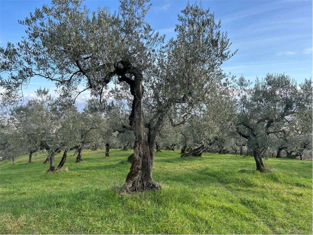 immagine annuncio 2 di 5