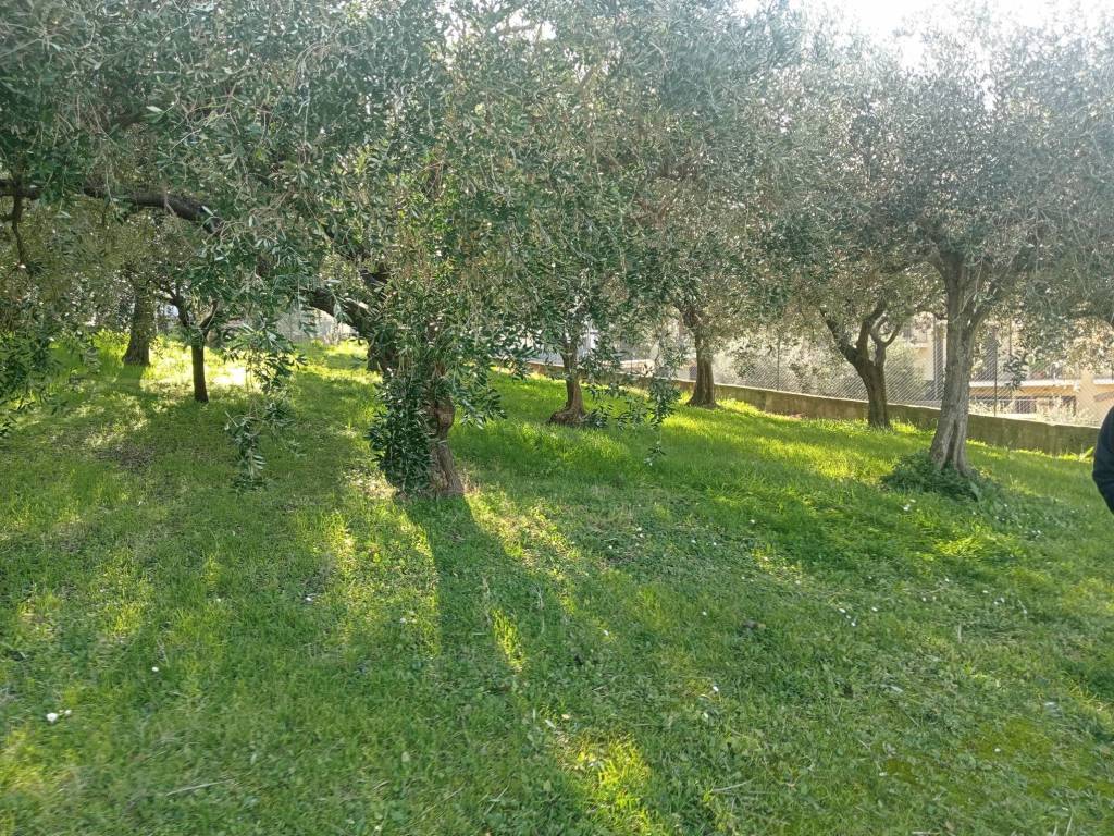 immagine annuncio 1 di 4