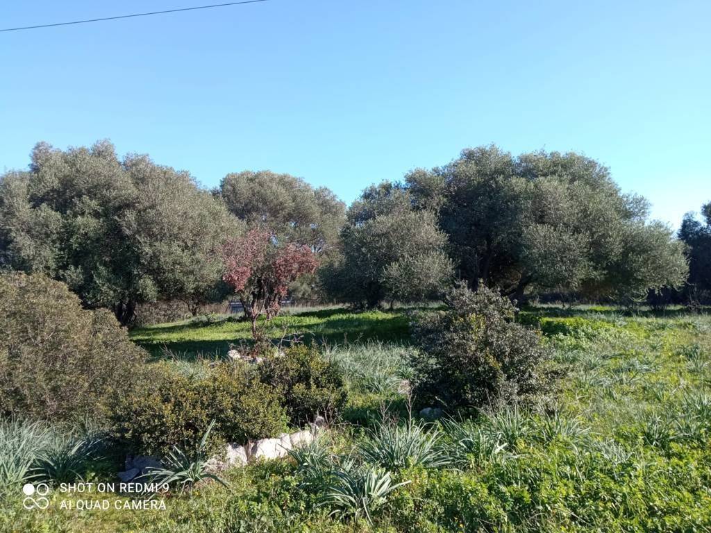 immagine annuncio 2 di 4