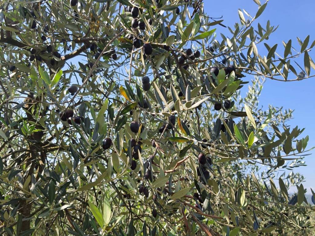 immagine annuncio 2 di 4