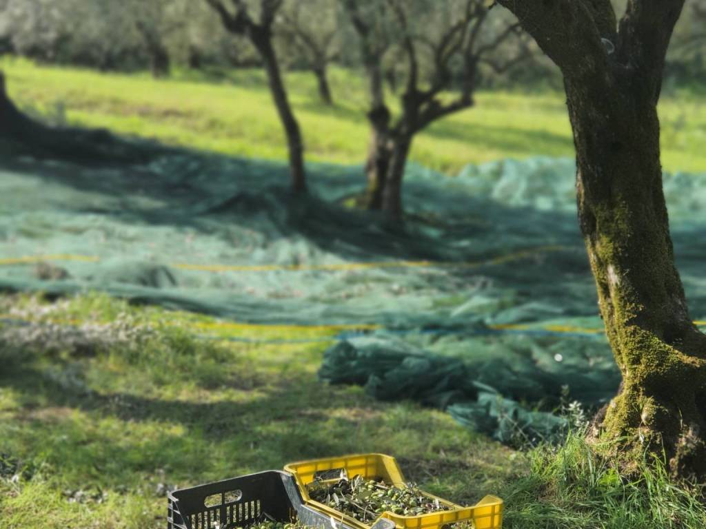 immagine annuncio 1 di 4