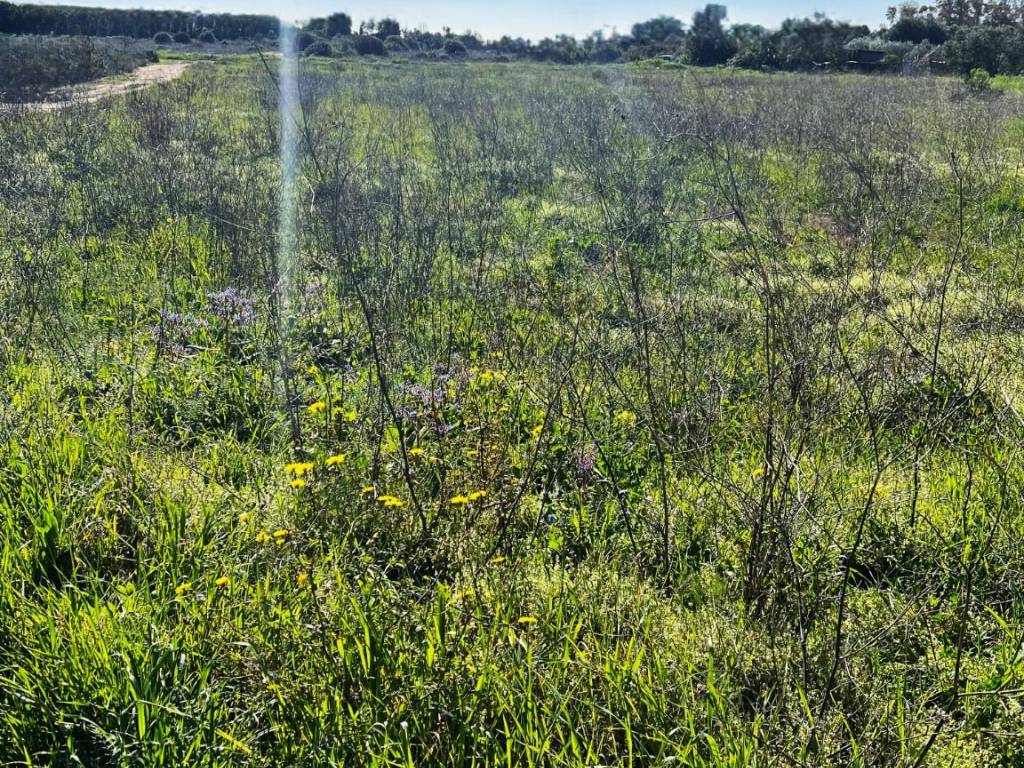 immagine annuncio 2 di 3